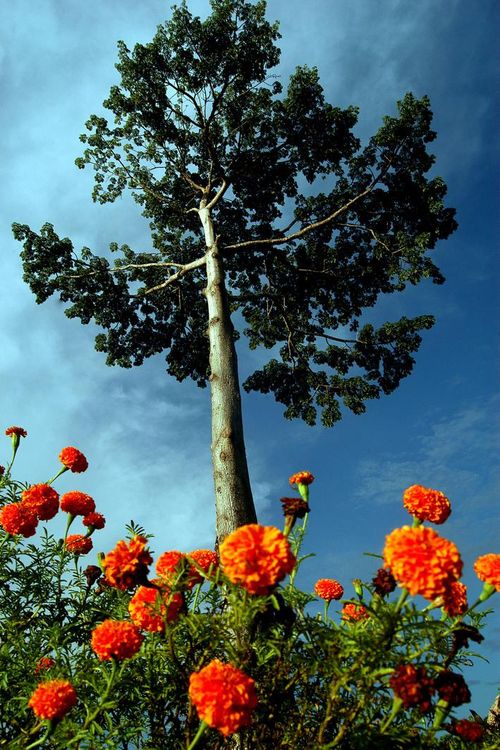 Cores da Floresta - Altura